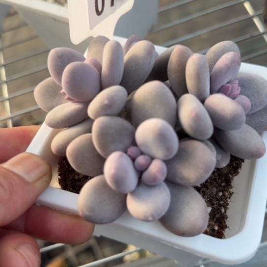 77奶酪一物一拍多肉