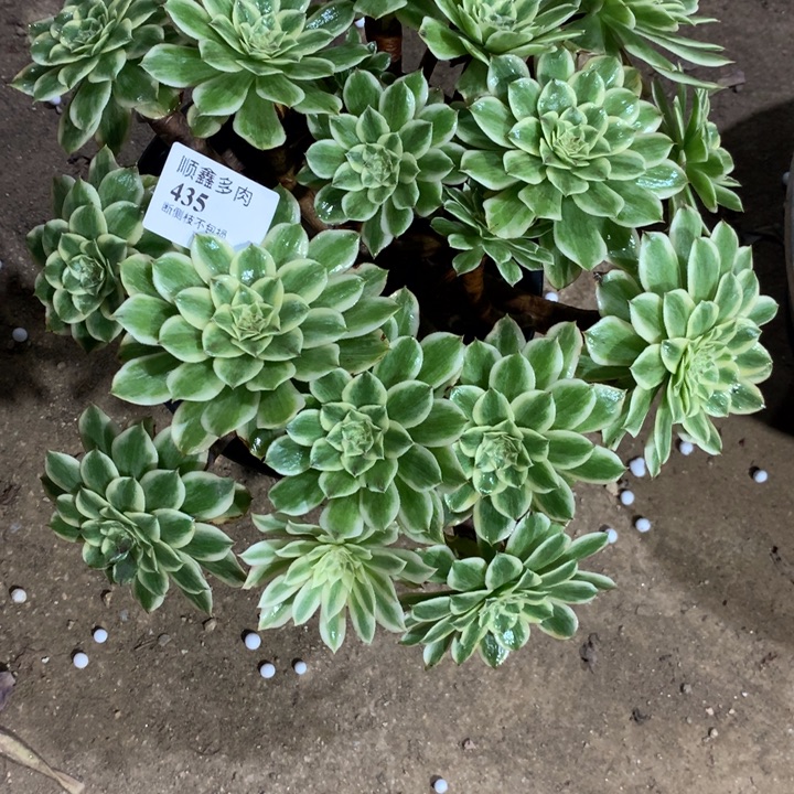 435碧浪多肉植物特价