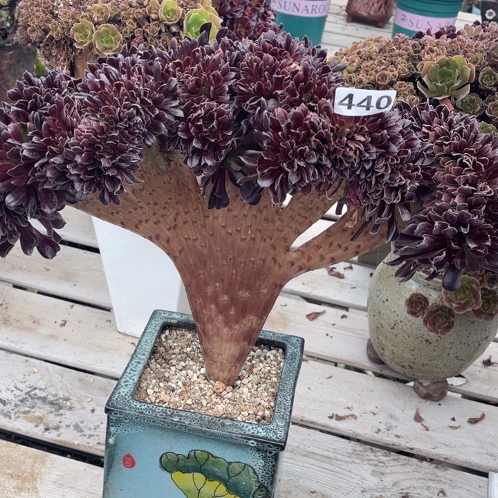 多肉葡萄的做法和功效等多处