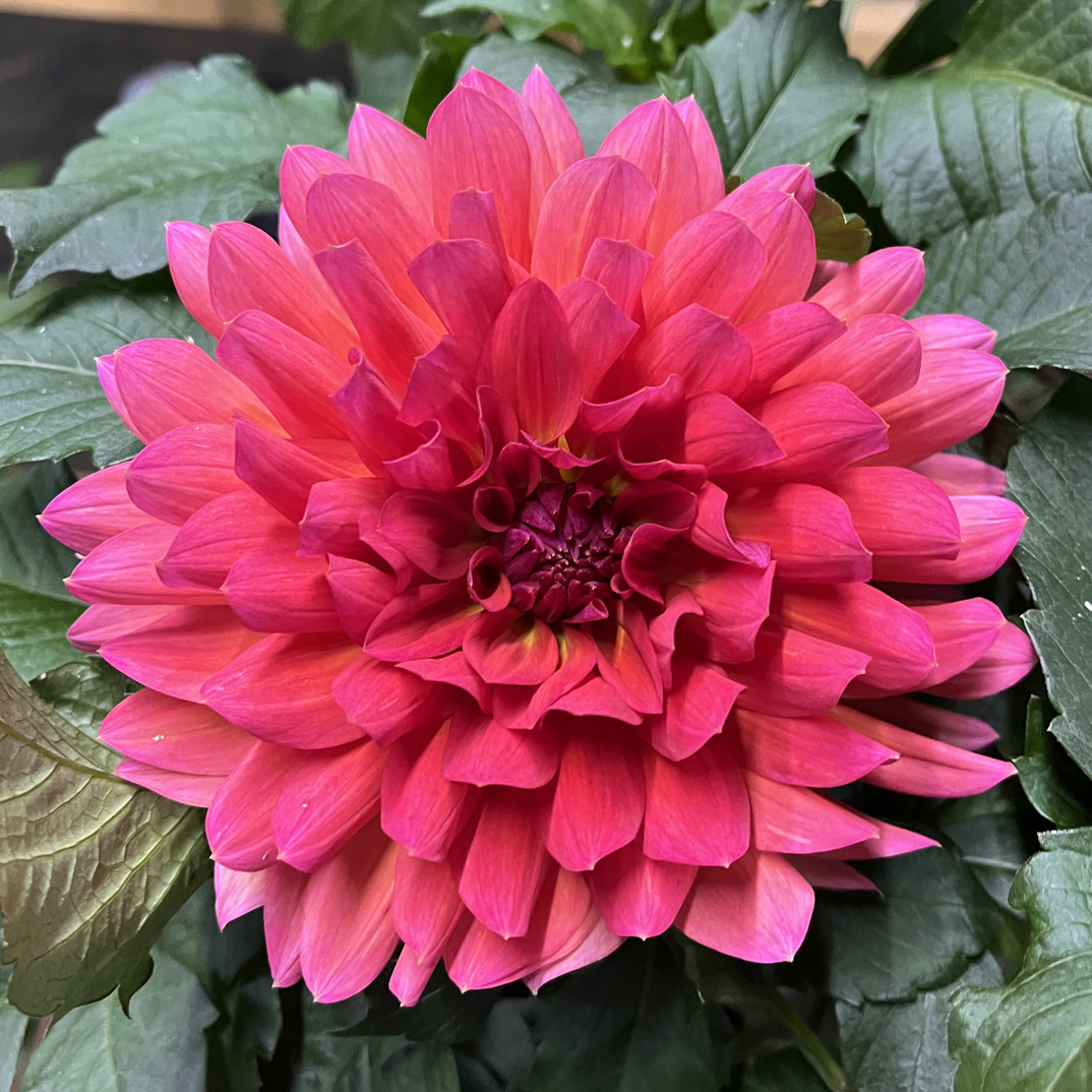 【青韵】（美人鱼）大丽花客厅阳台桌面盆栽