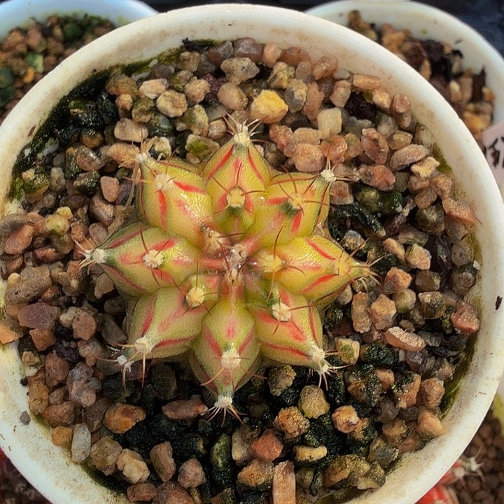 当前无花朵，栽培后可花朵