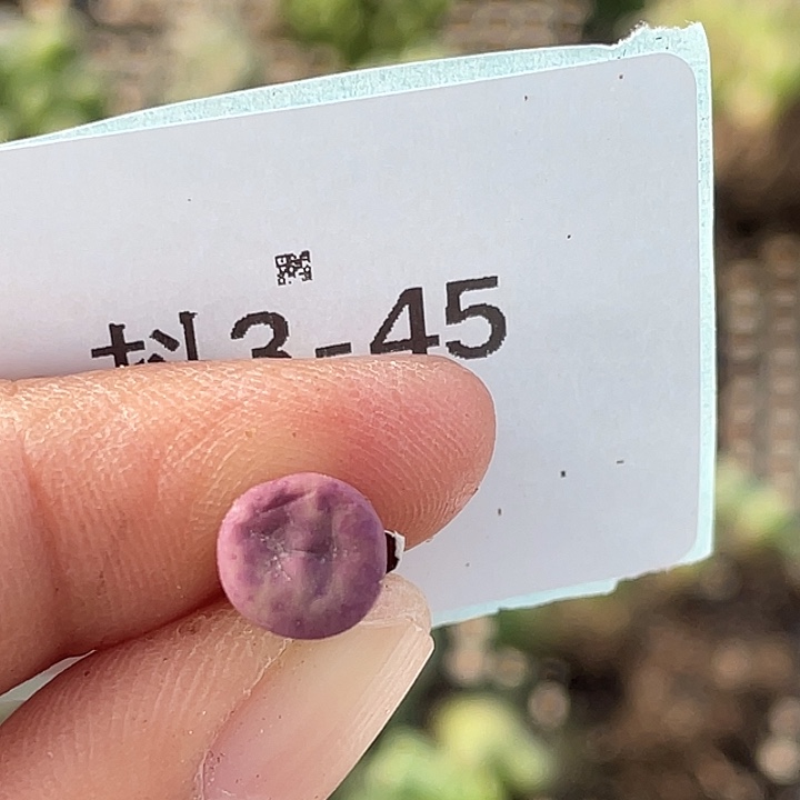 3-45嘴se多肉植物