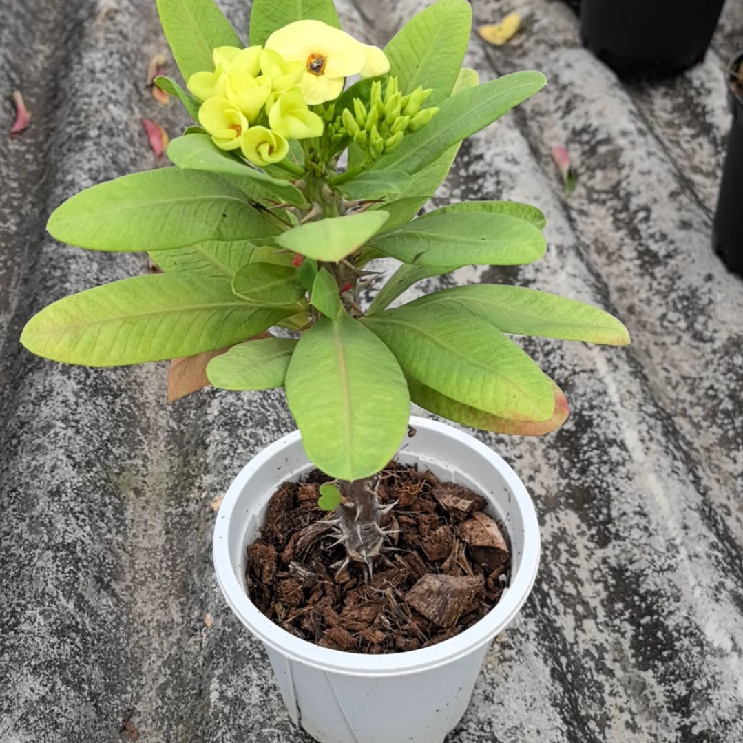 0***8完全开放钻石阿赞直播间一物一拍