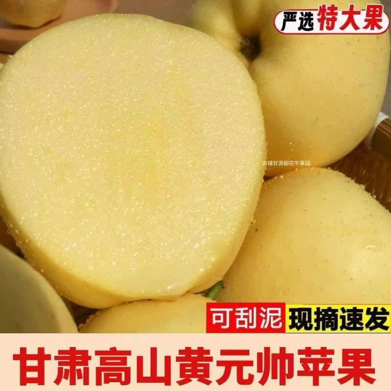 正宗甘肃天水秦安黄元帅当季水果现摘现发新疆、西藏包邮