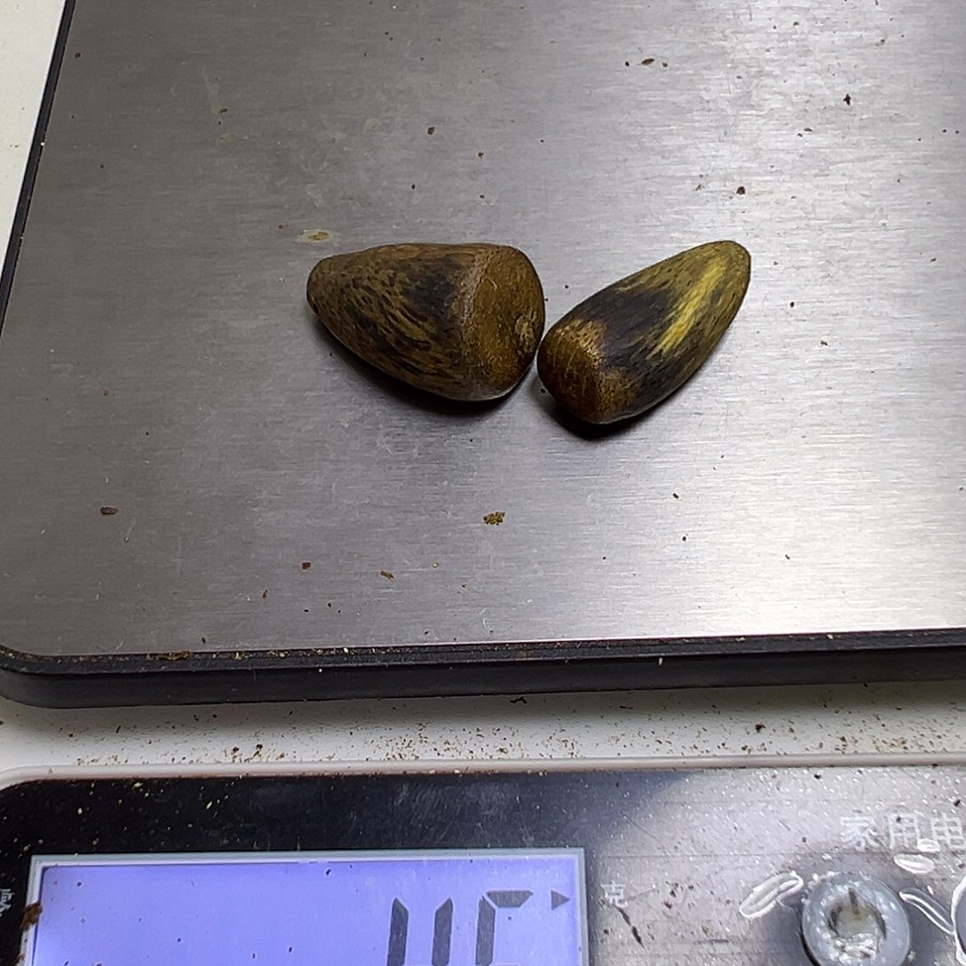 木***虫沉香沉香碎屑树丁件4克