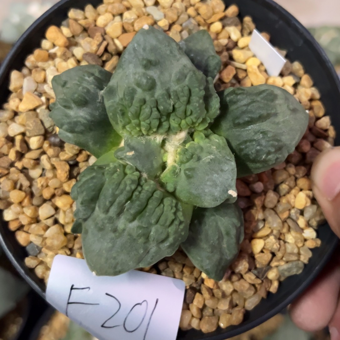 囮***界F201 十月二十六号仙人球