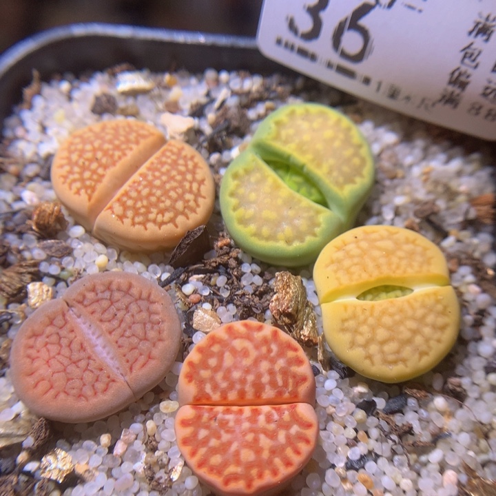 精品生石花215.36