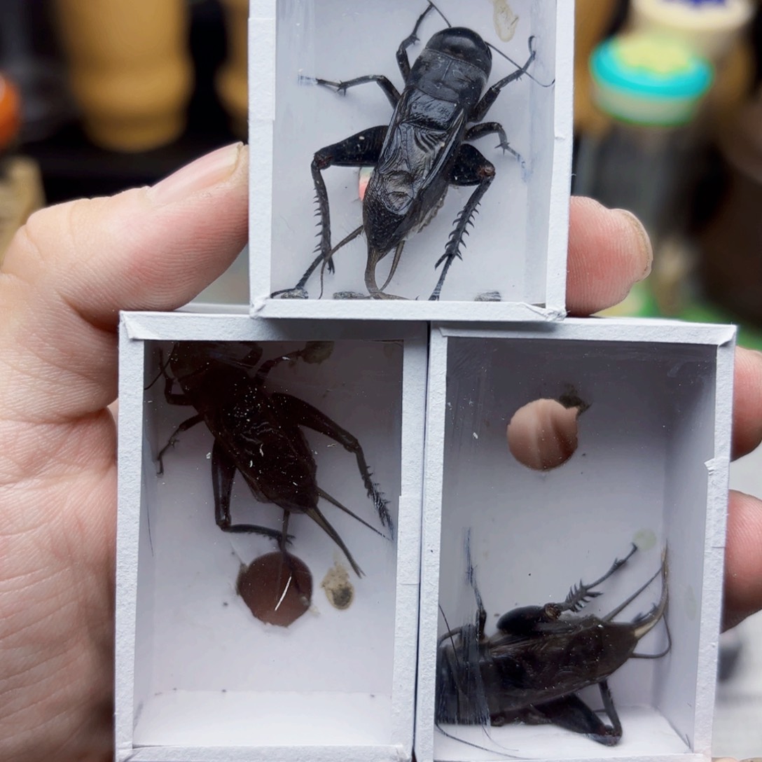 三条超大天津黑虫油葫芦18.8米三条