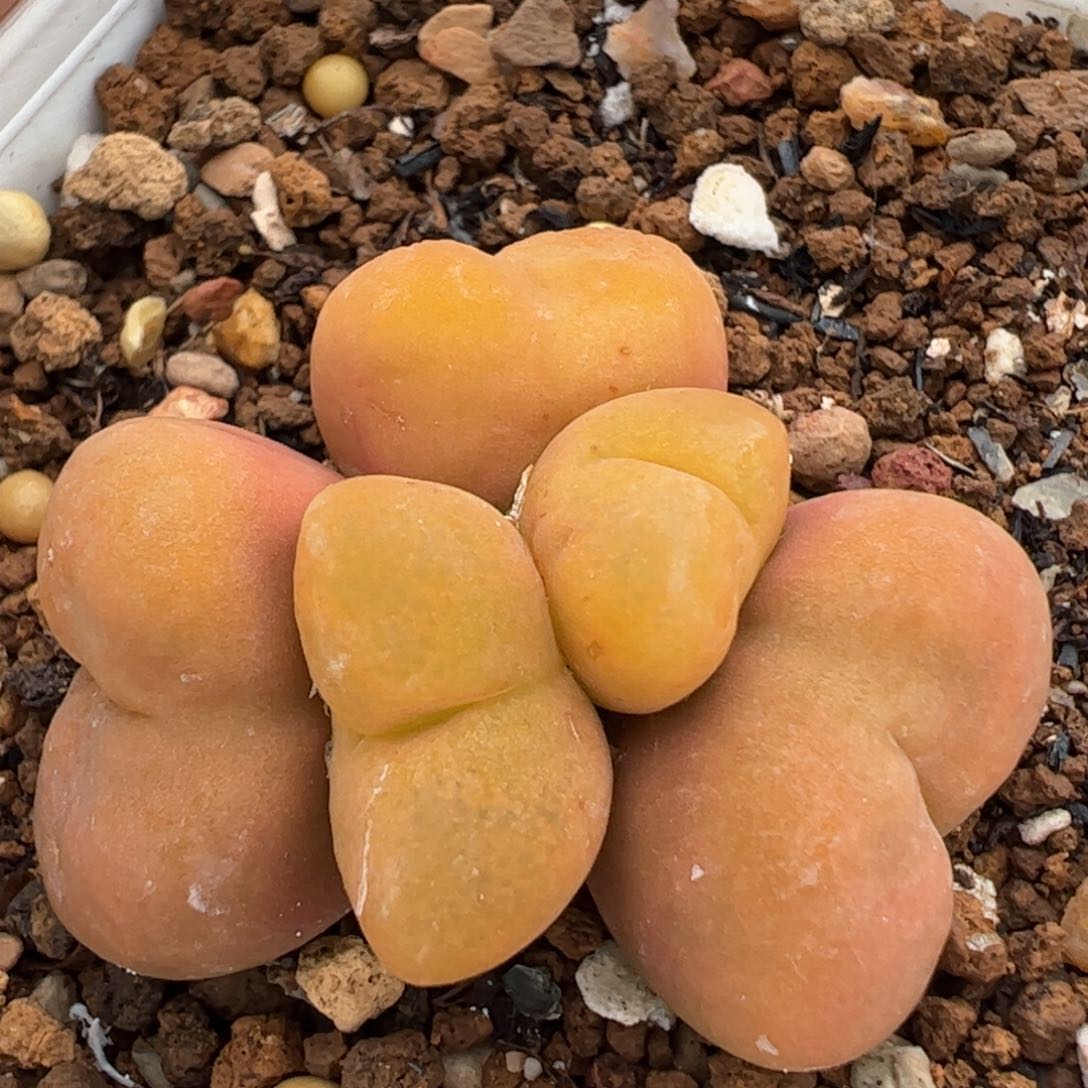 8年蟠桃群多肉植物