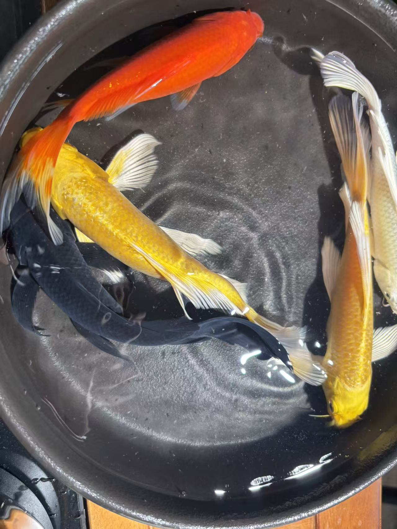 精品锦鲤观赏鱼黑黄白红锦鲫