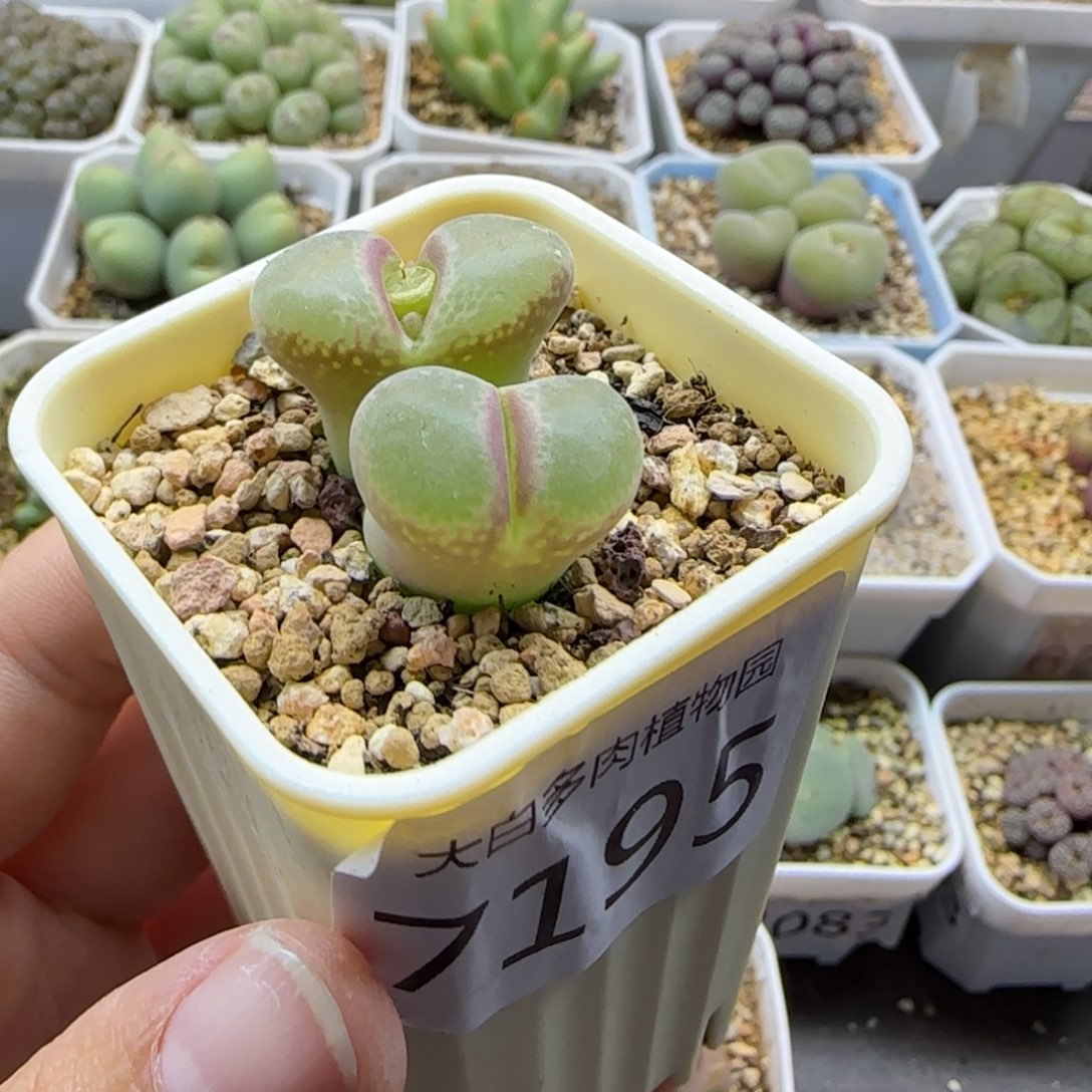 ๓***.7195 大白多肉植物园