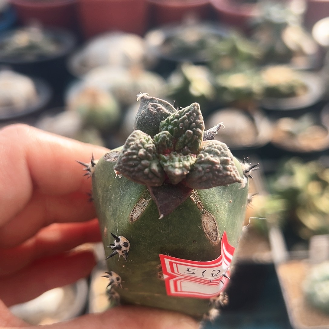 512哥怒新年快乐mmm