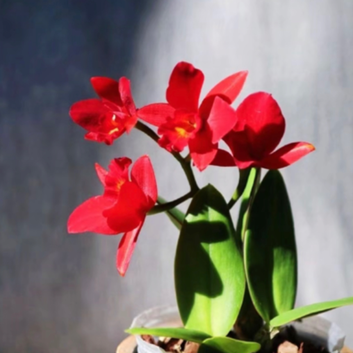 小哈雷卡特兰花艳花大适合盆栽阳台软装好物可室内外可养