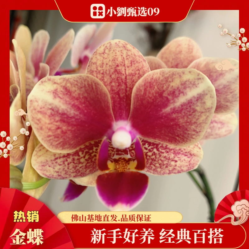 【金蝶09】精品蝴蝶兰花卉盆栽佛山基地批发直播次日达