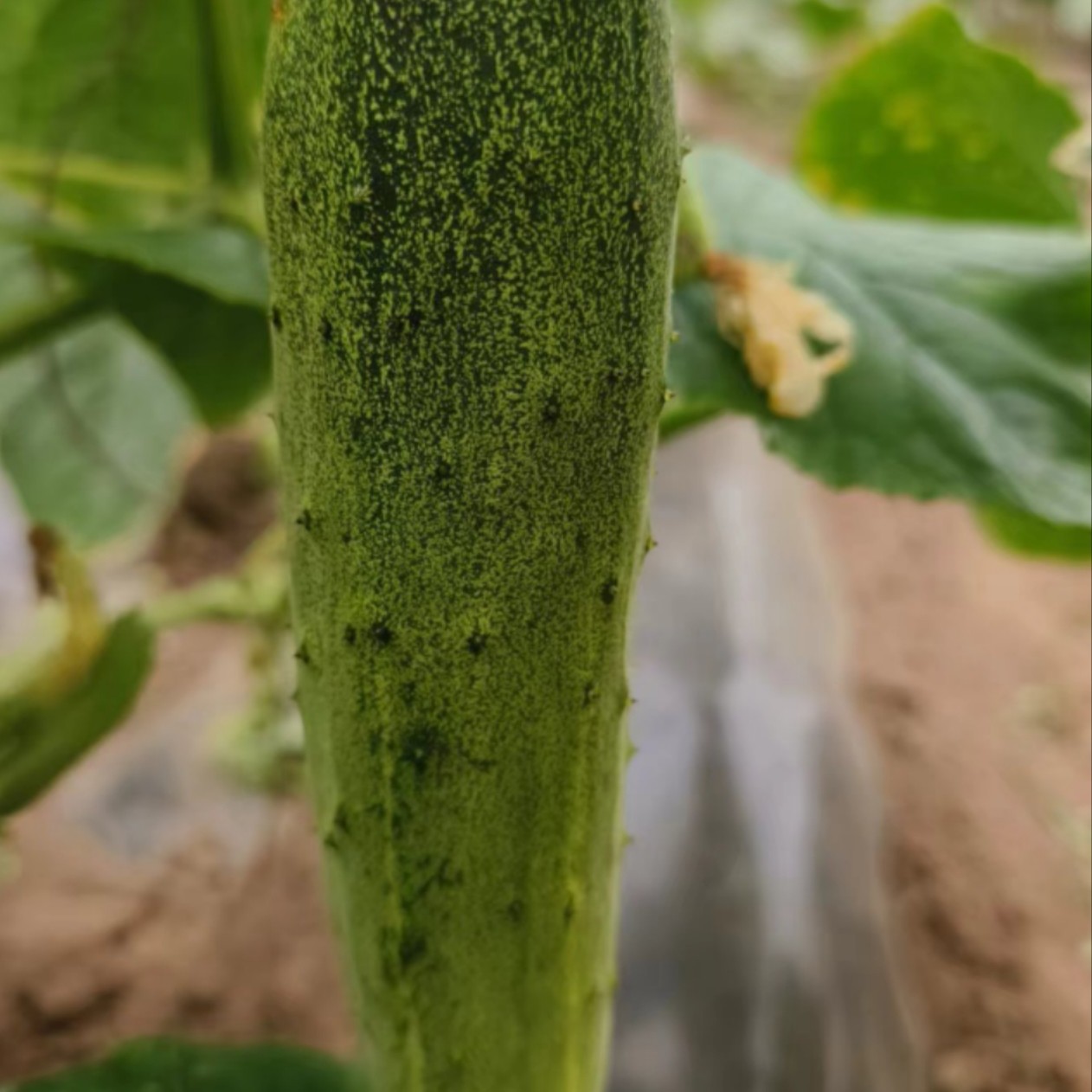 东北榆树农家大地小嫩黄瓜3至4.5斤包邮脆甜生吃小园菜