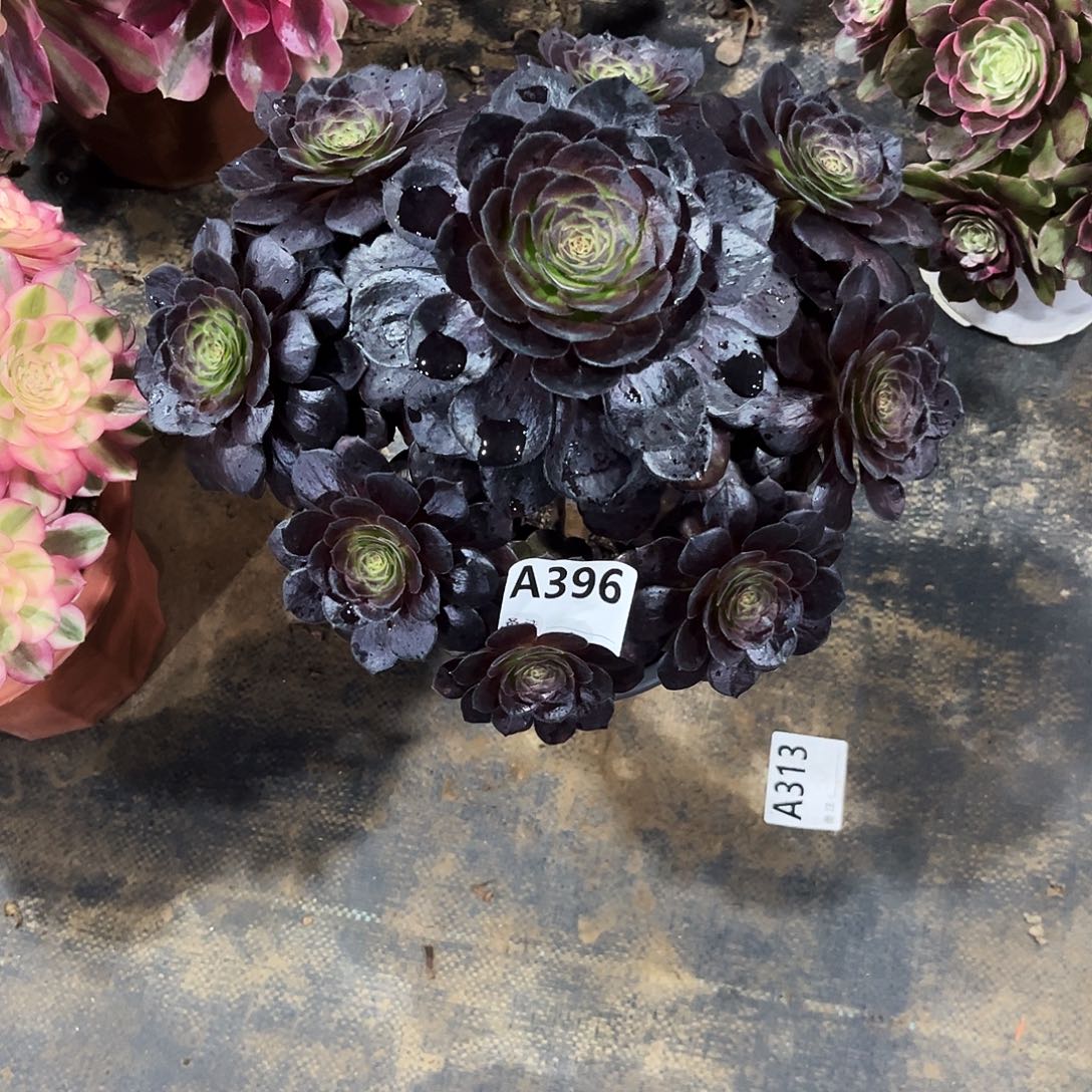 多肉植物黑美人396多肉