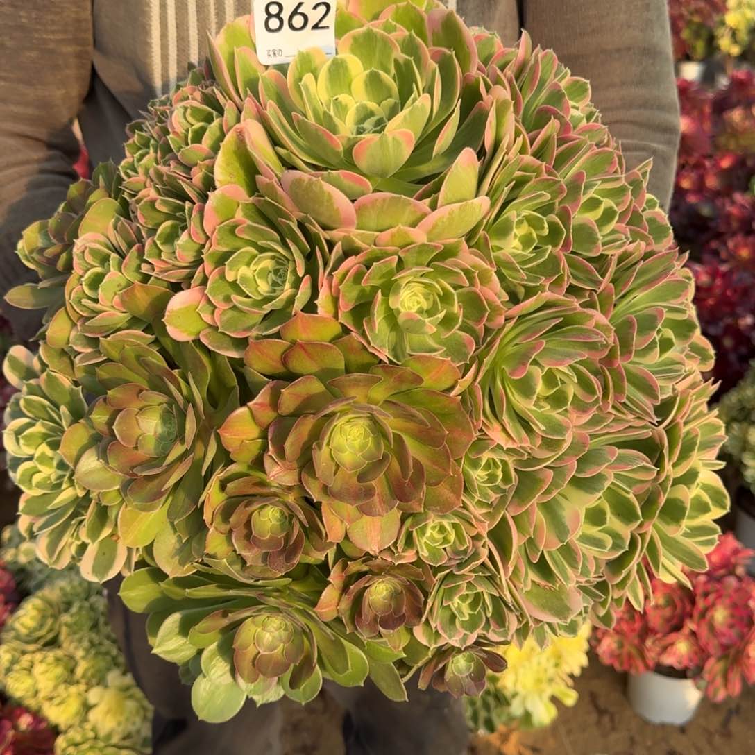 862白凤多肉植物