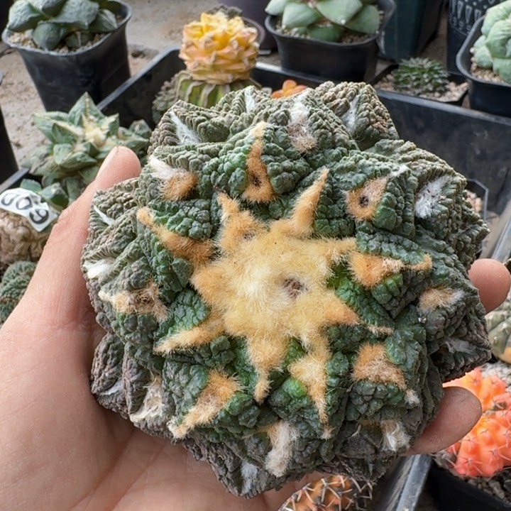 249自根螺旋龟甲牡丹仙人球