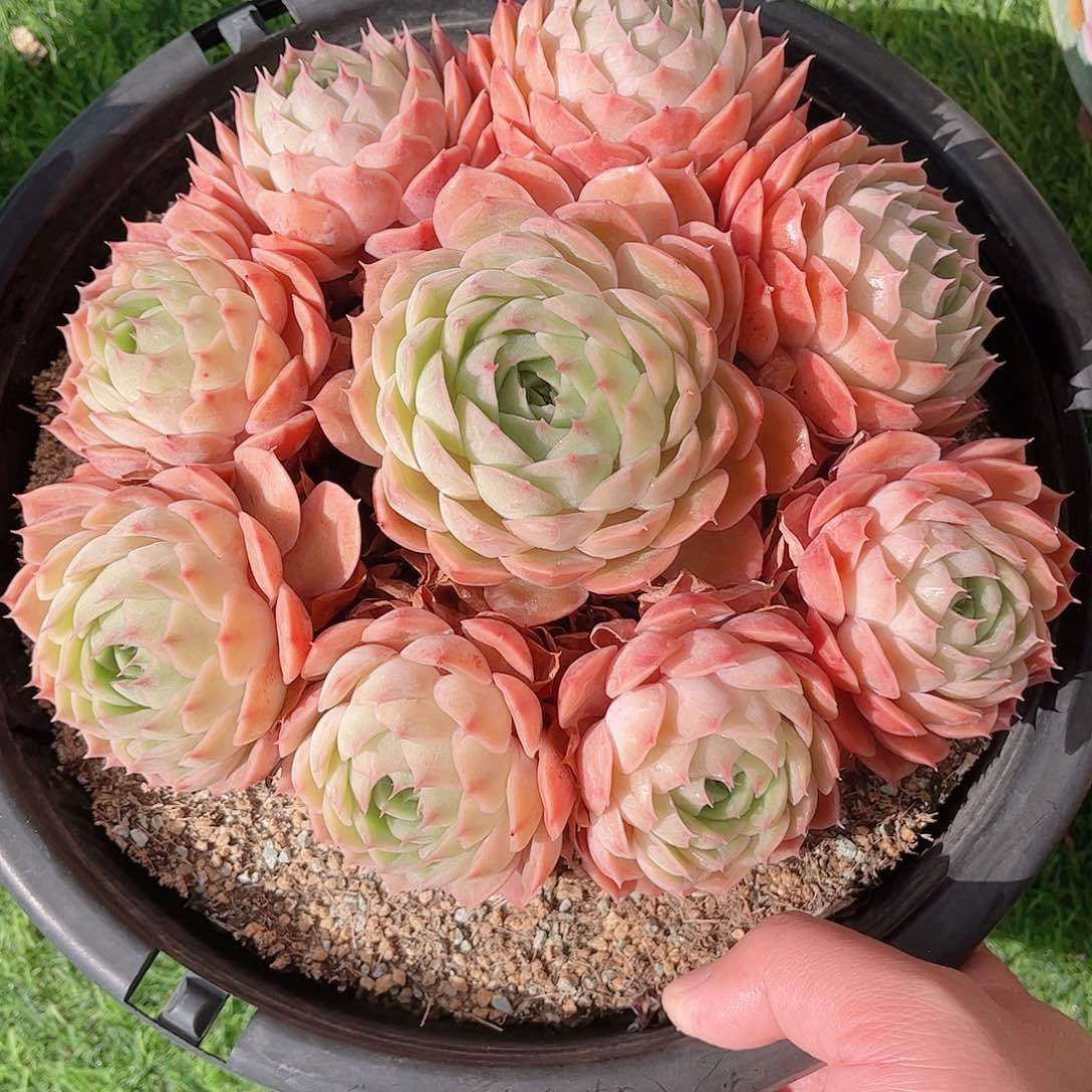 韩版昂斯洛捧花多肉