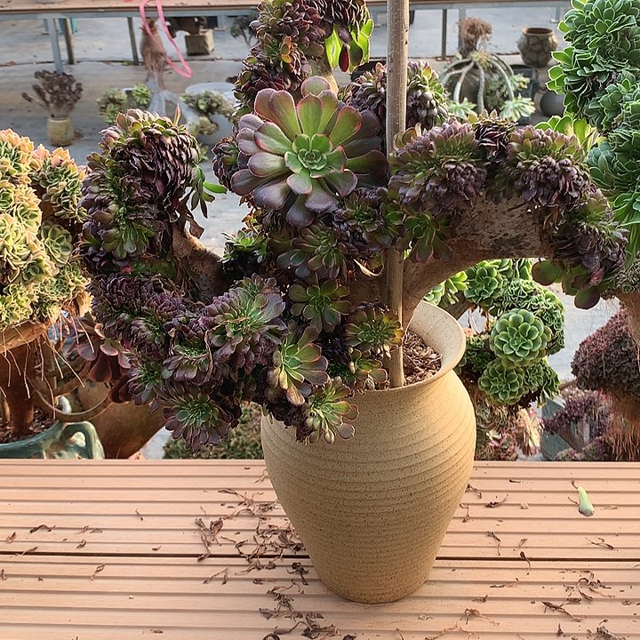 瑕疵黑金刚缀化脱土发货啊