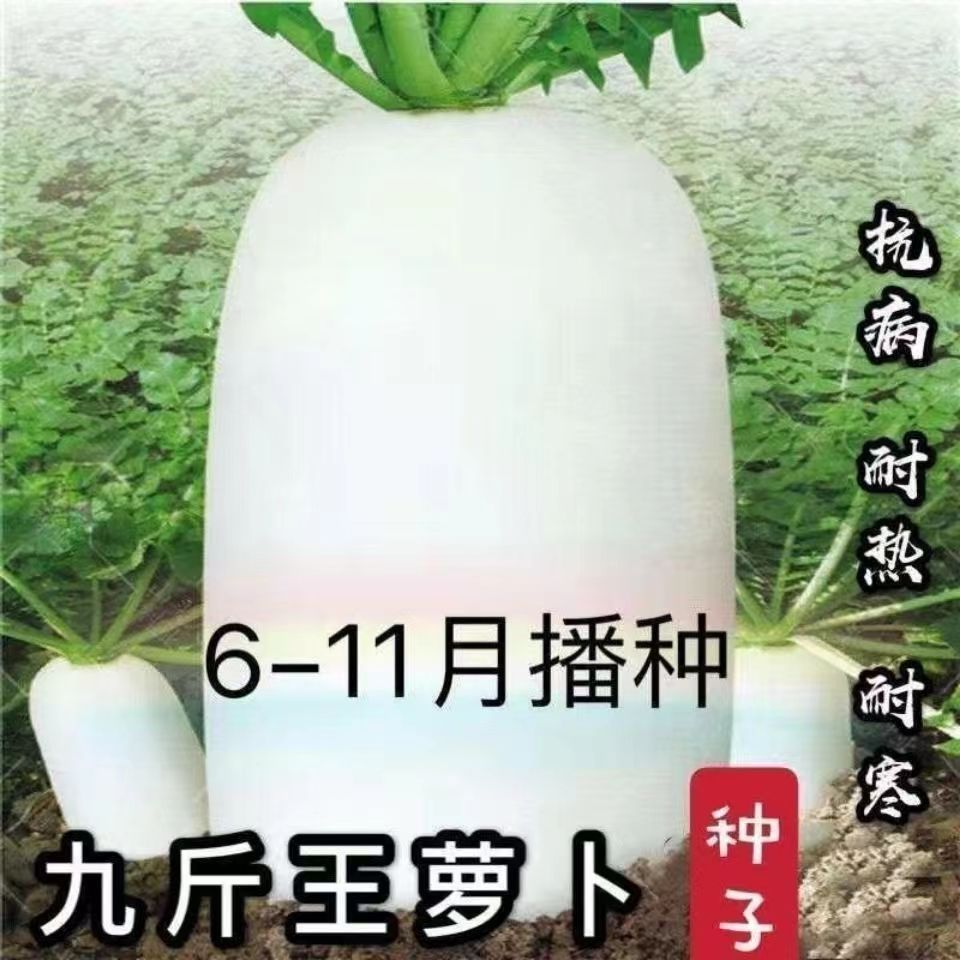 九斤王萝卜种子四季高产耐寒特大白萝卜籽春不老萝卜新鲜蔬菜种子