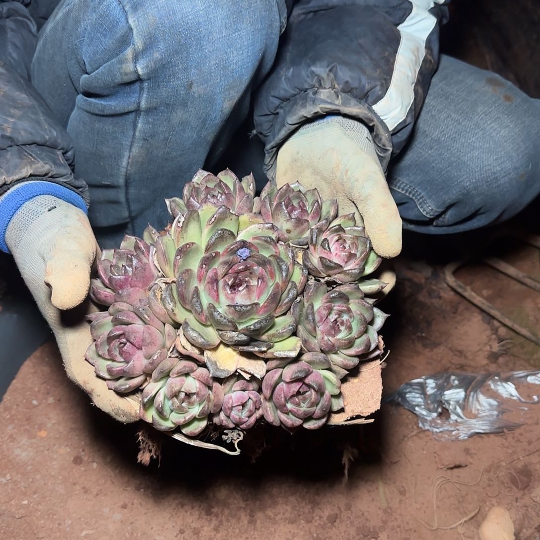 地栽群生黑水晶多肉15，88