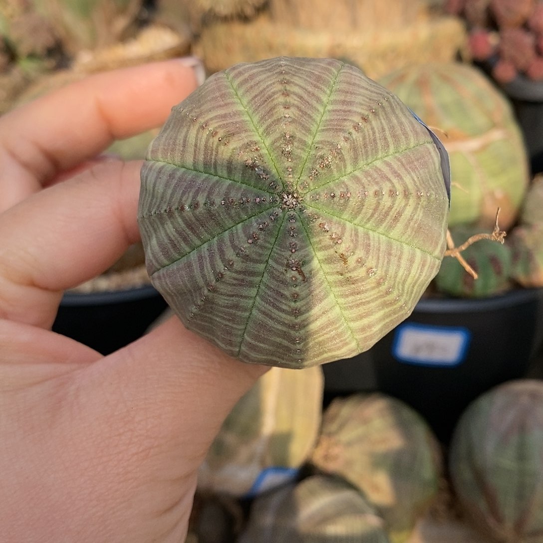 欧系布纹球多肉植物