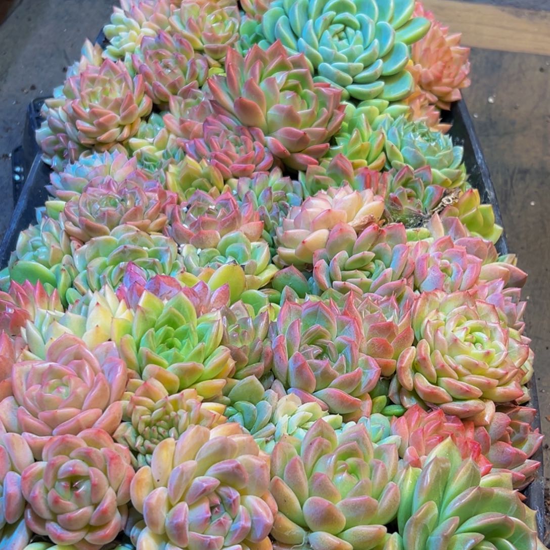 小***y954多肉葡萄的味道是真的很