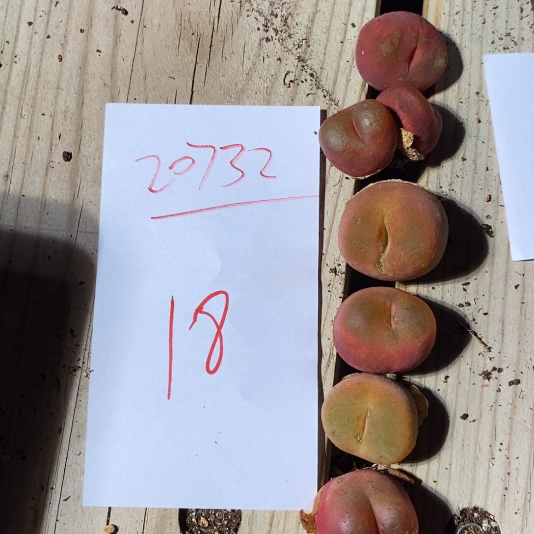 20732。  小伤一组。         