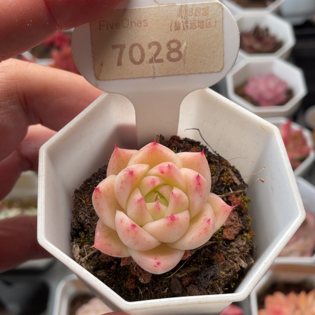 麦秆7028-4.0厘米