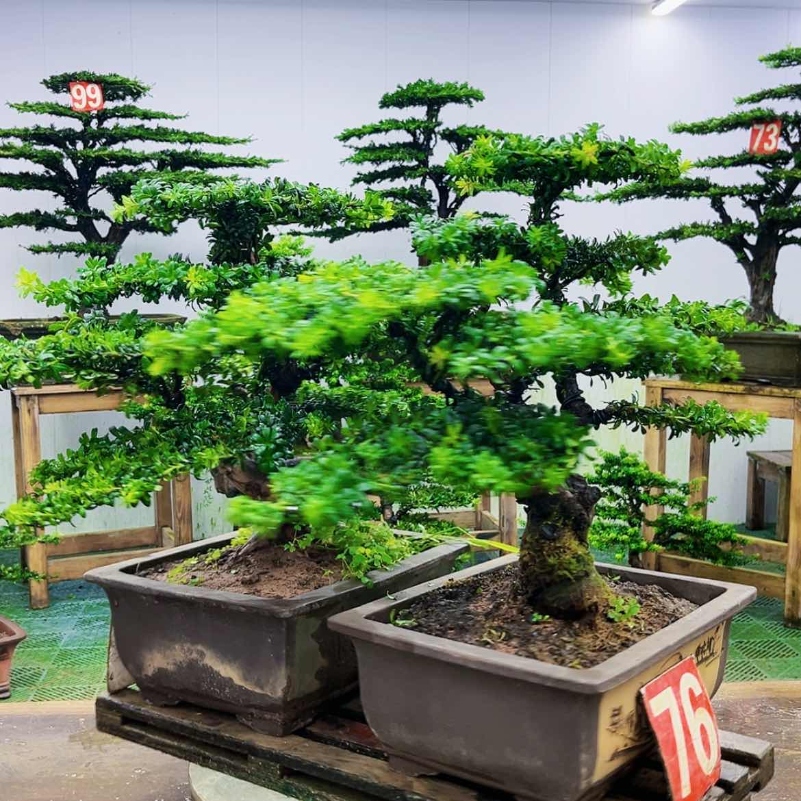 【闪购商品】无花朵