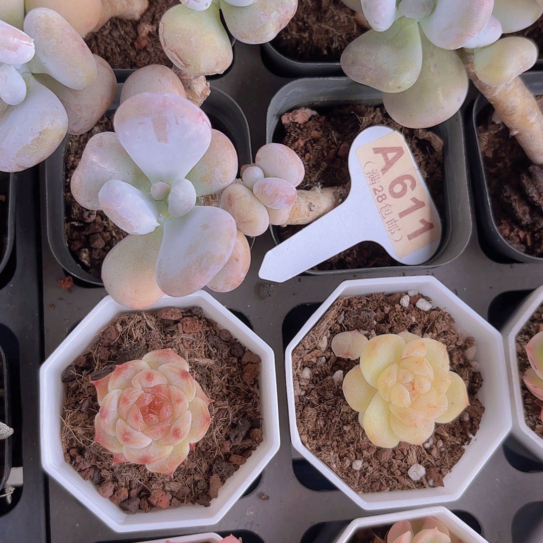 A611油煎丸子一物一拍