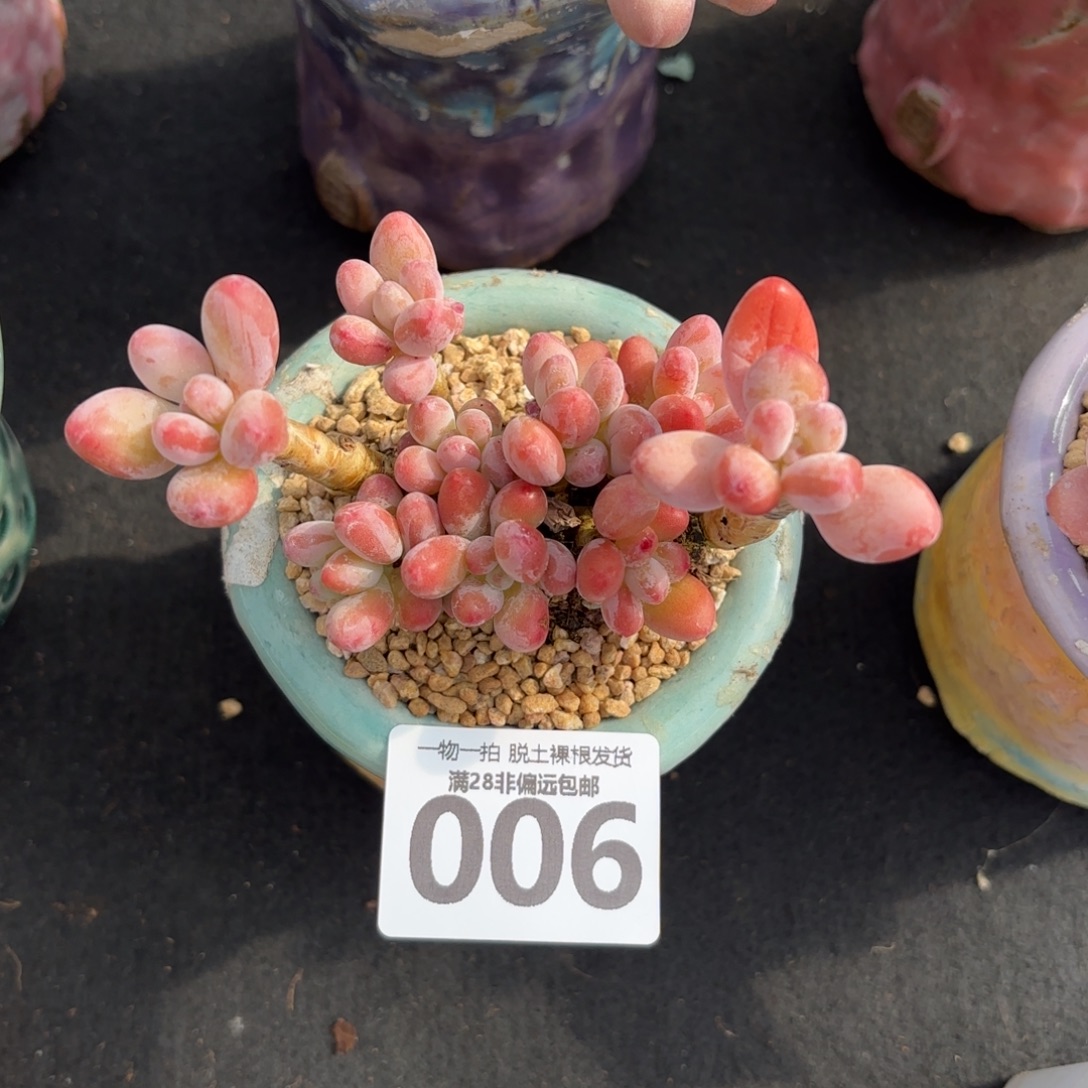 樱花奶老桩无盆土发货