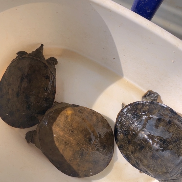 中国大陆开箱视频验货死了包陪