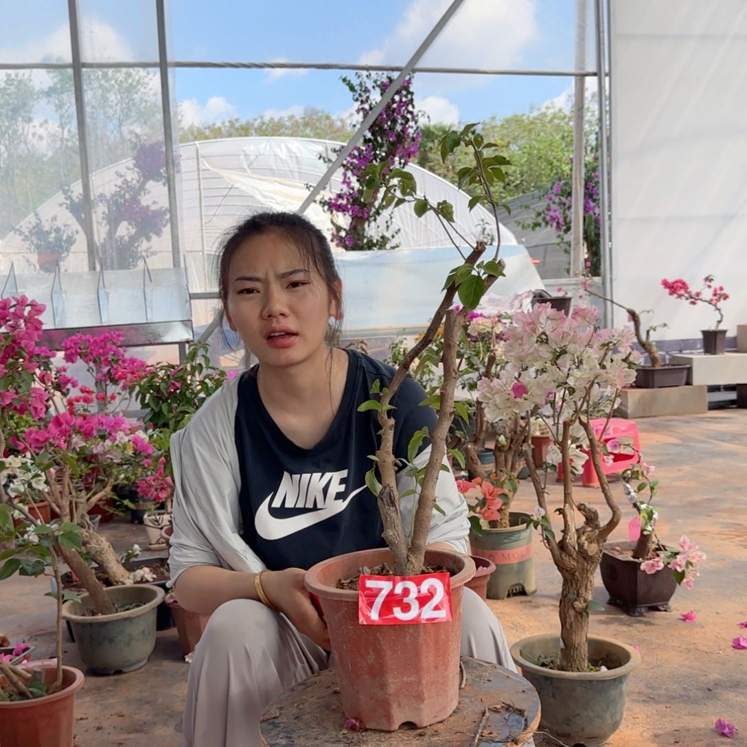 大部分花苞少量开放