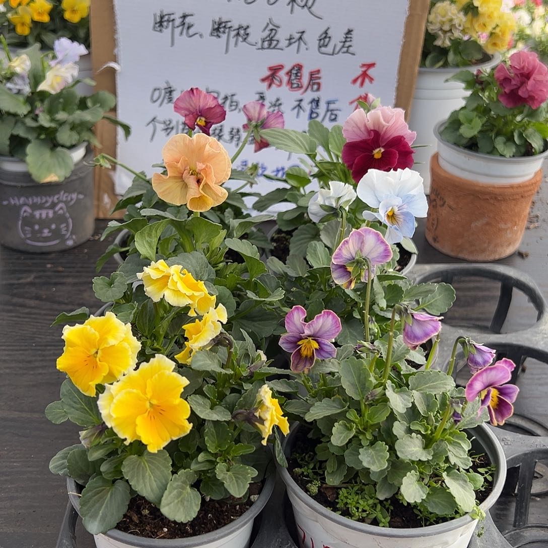 大部分花苞少量开放008号