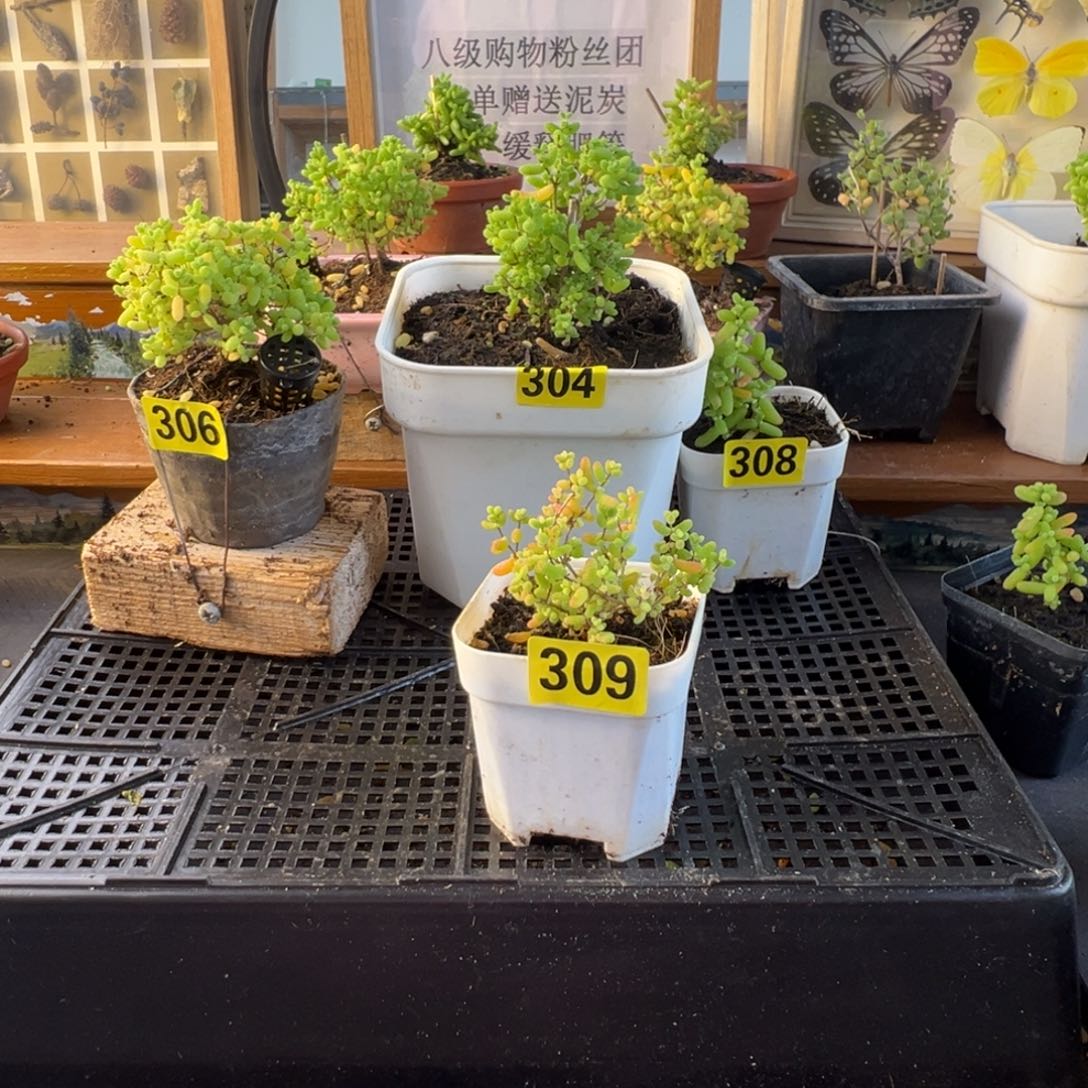 枝干番杏多肉植物309