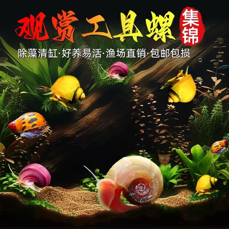 黄金螺斑马螺黑金刚螺观赏净化水质除藻工具清洁能手鱼缸清除绿藻