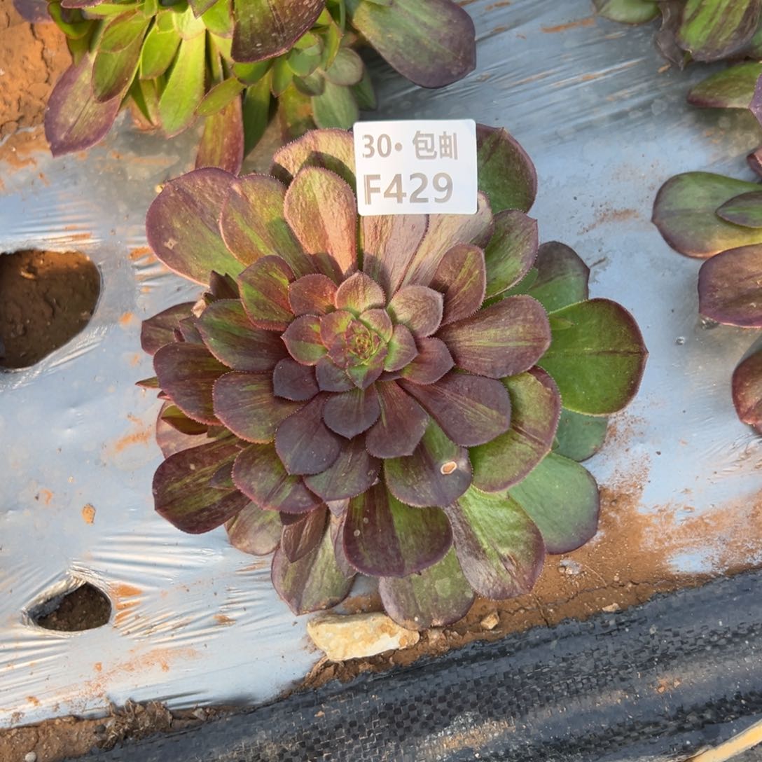 429花月夜多肉法师