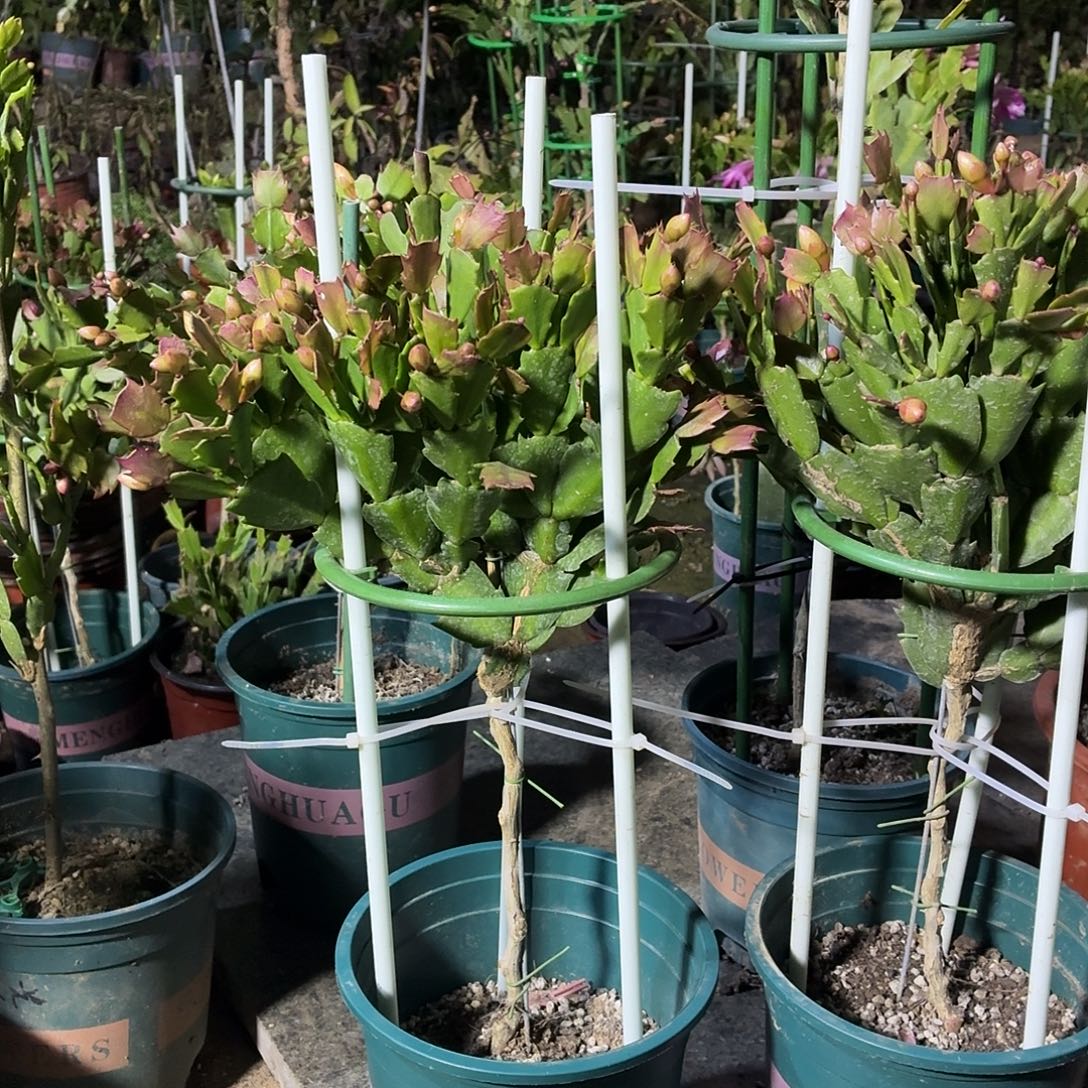 无花朵兔子花友红色黄色