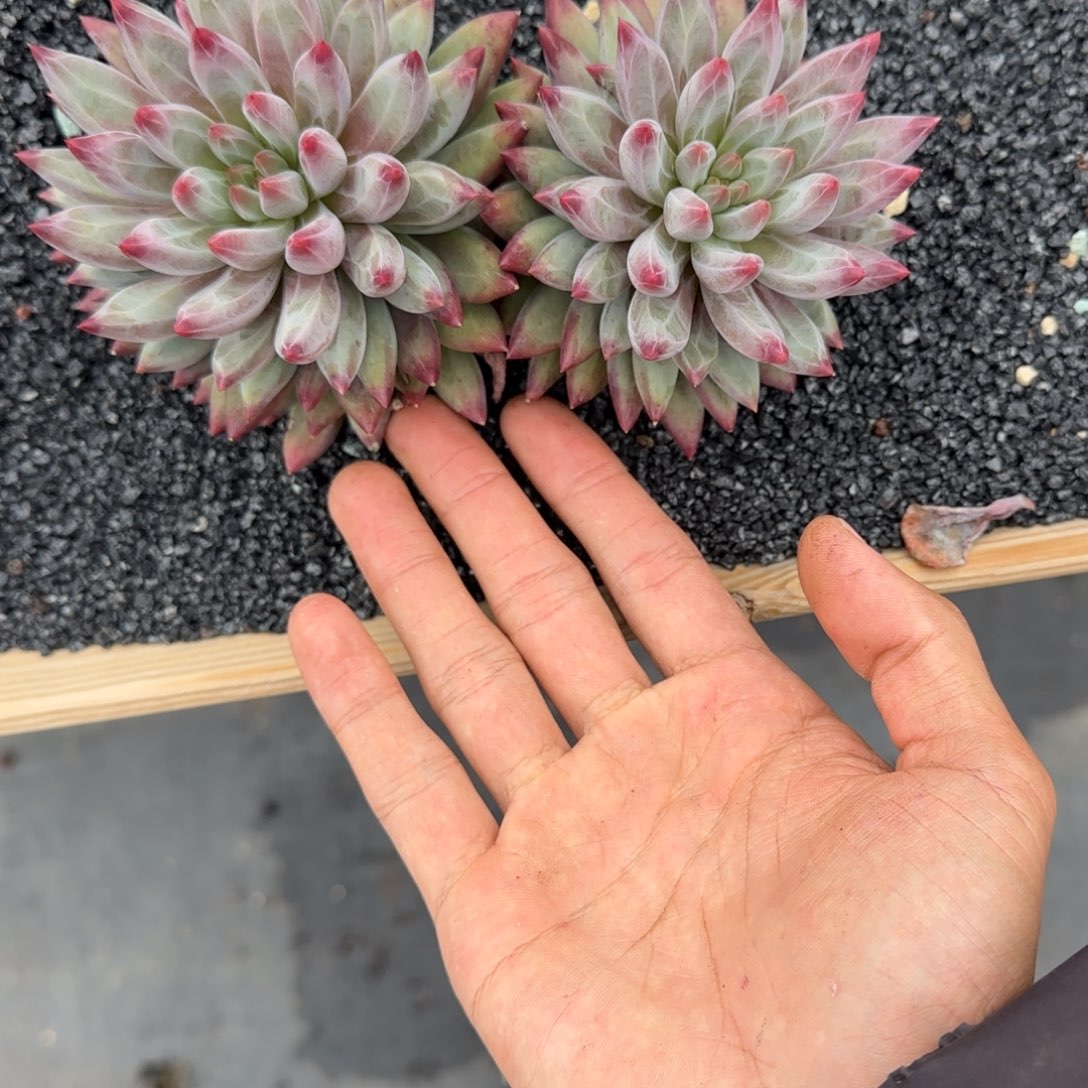 尕***智一物一拍彩体羽毛人大双头101