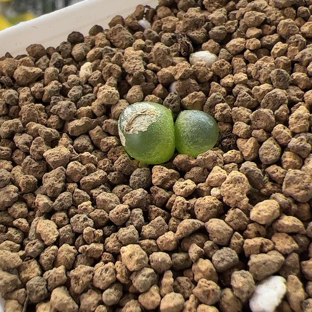 【闪购商品】167 双头拉登