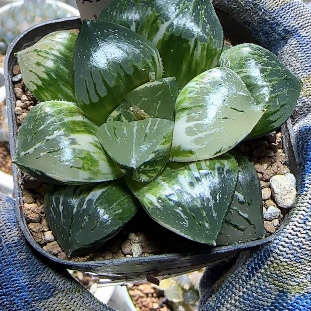 180号日月潭实生锦 7 厘米左右一物一拍带盆发货