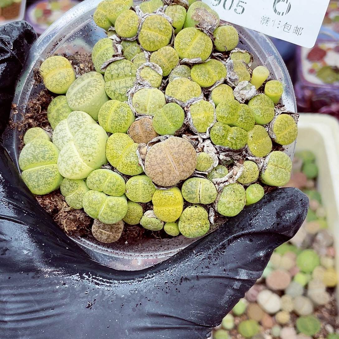 生石花满18包邮0905-6