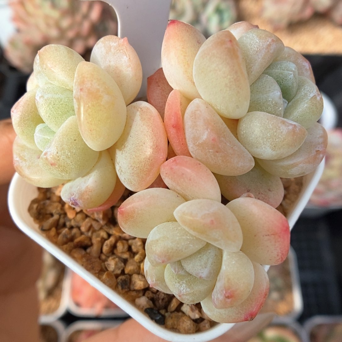 白底冰玉群生774号。 