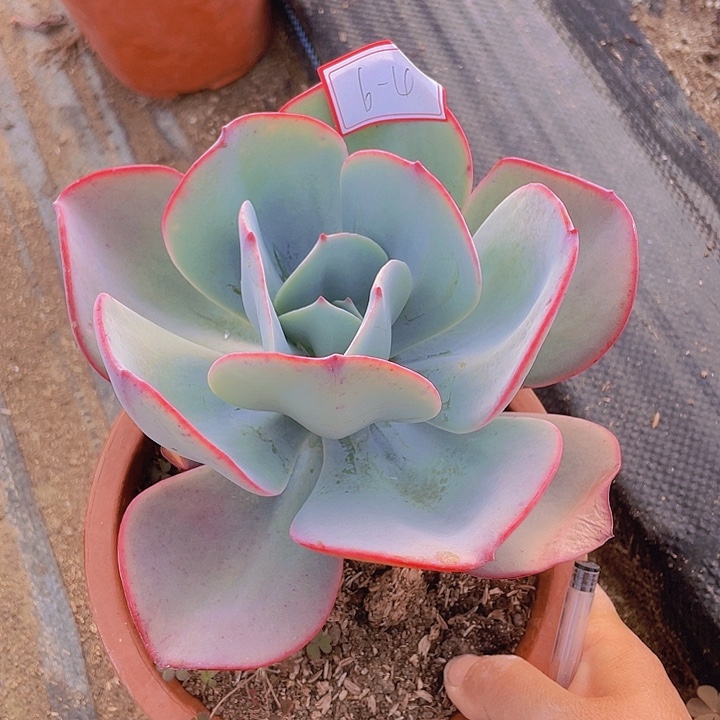 布鲁克林的蓝6-4号