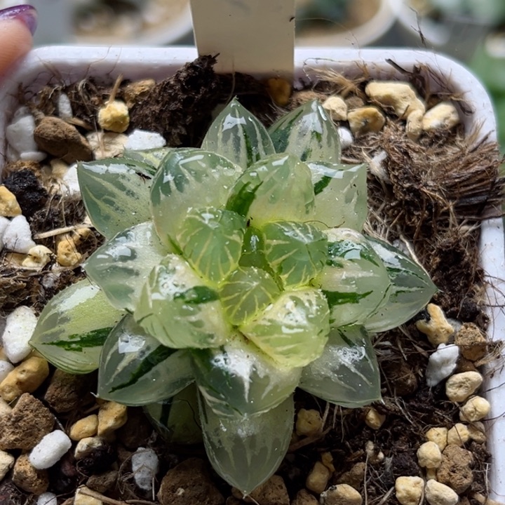 236极上斑霓虹灯玉露锦哈哈哈哈