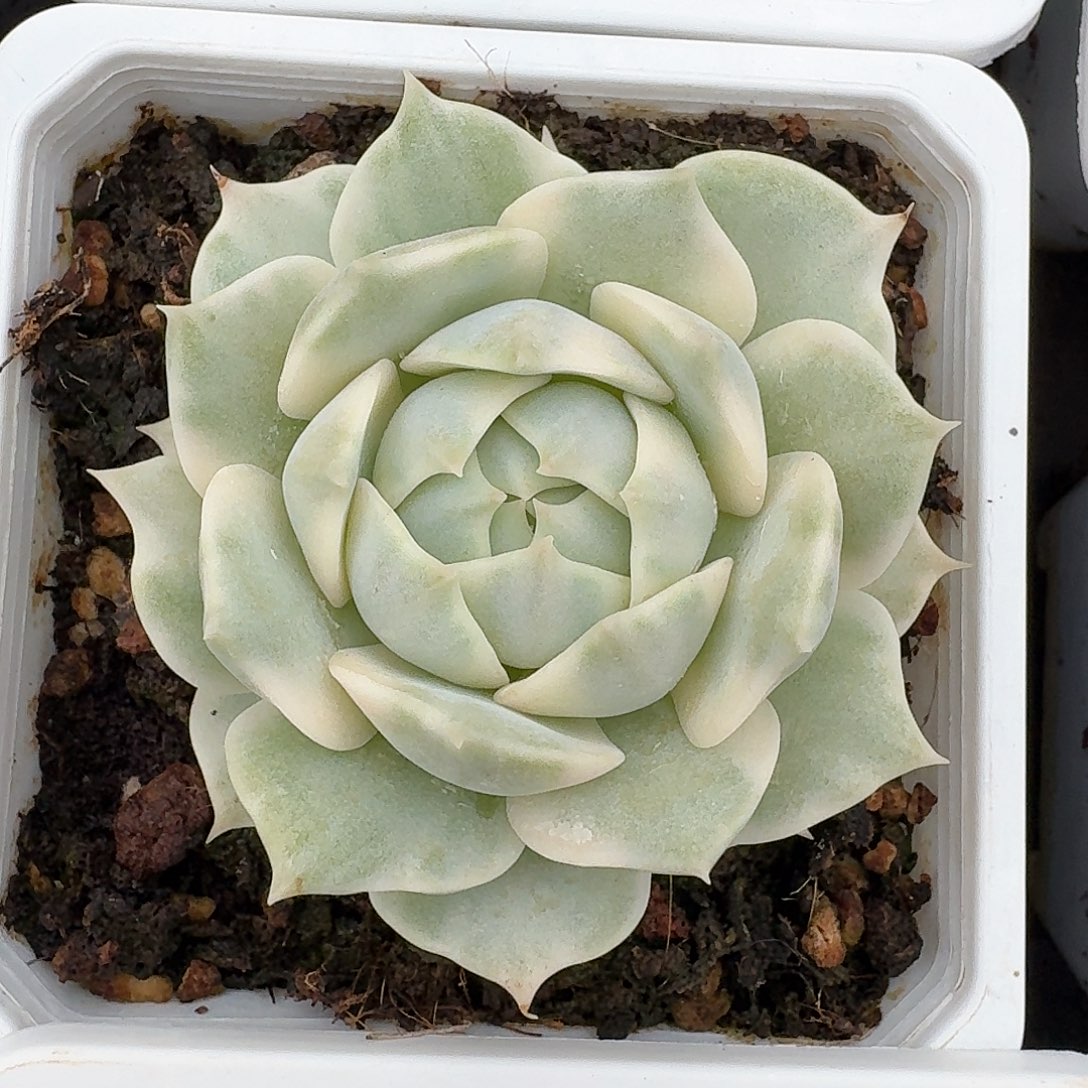 从前慢多肉编号劳拉锦