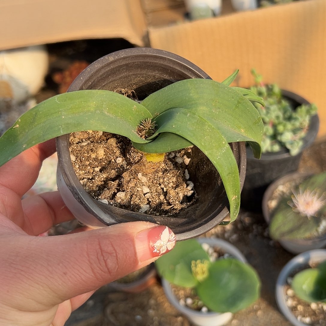 多肉植物立金花多肉