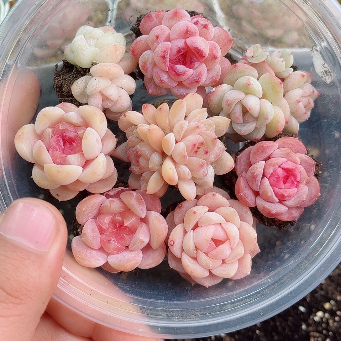 1-947 新疆西藏内蒙不发12.8包邮2-3公分多肉